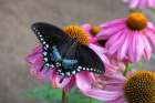 Woodland Park Zoo, Seattle, Washington. Spicebush butterfly on Coneflower Magnus flowers. Art Print